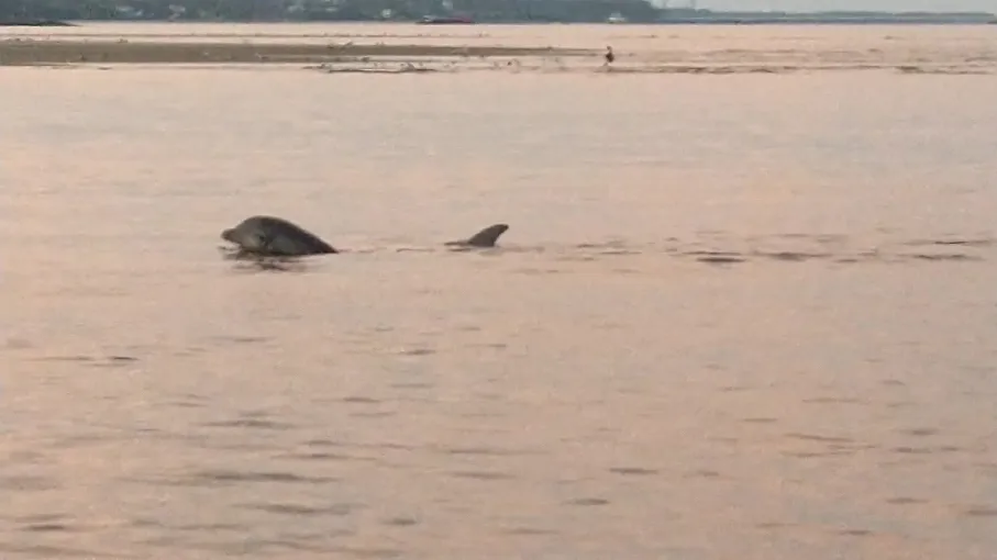 battery-island-dolphins-long-moment.webp