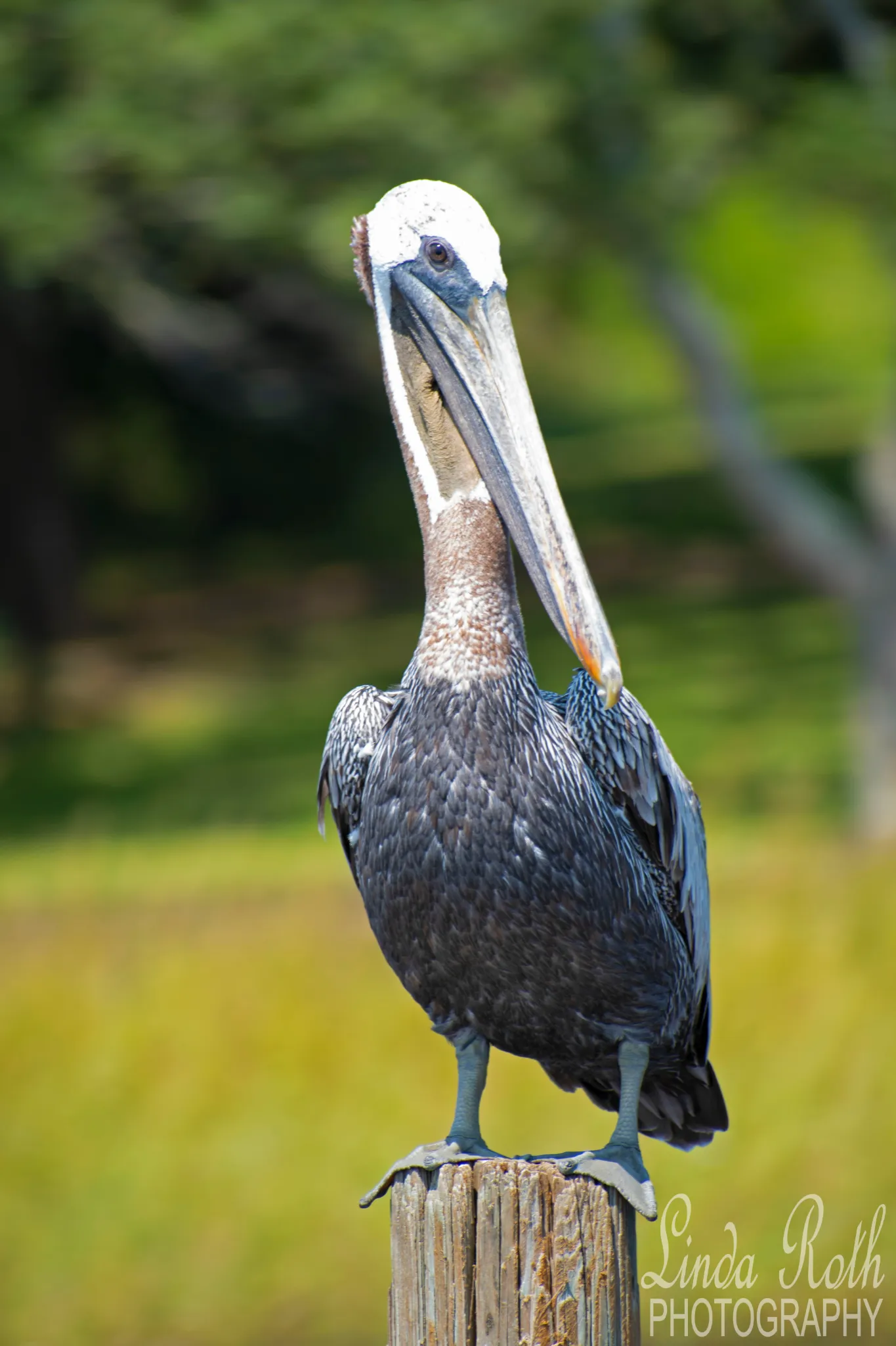 dsc-5671.webp