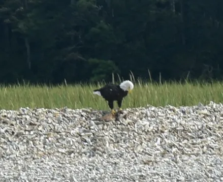 eagle-1.webp
