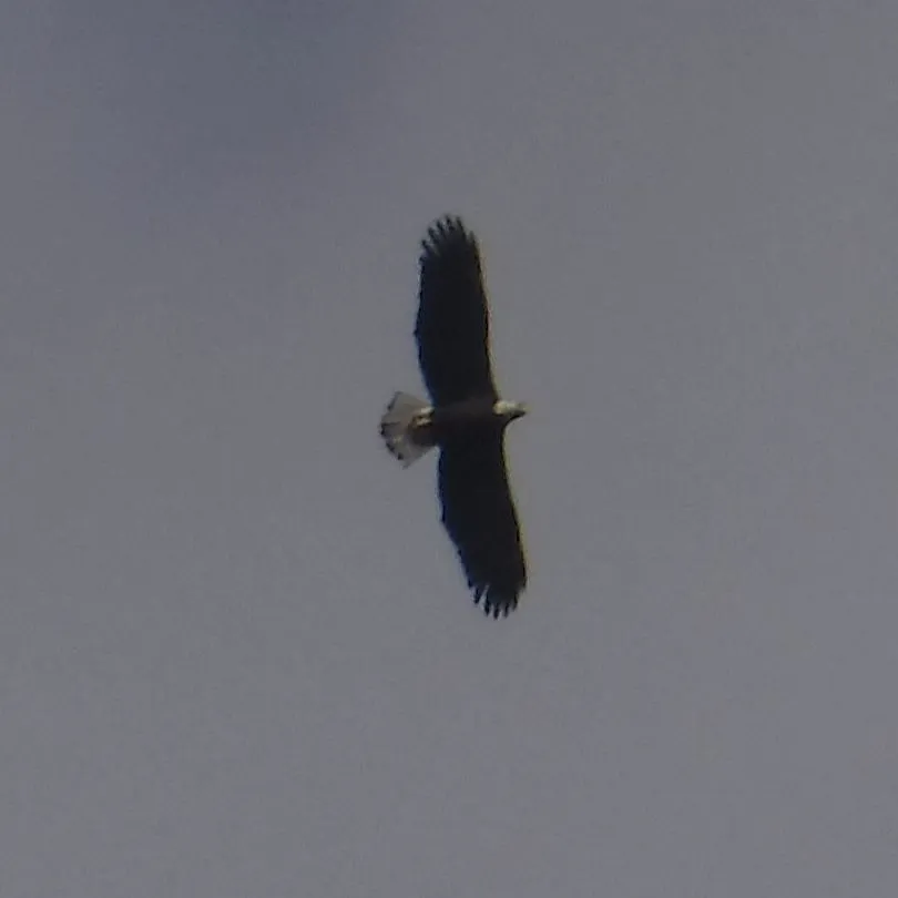 eagle-lflying.webp